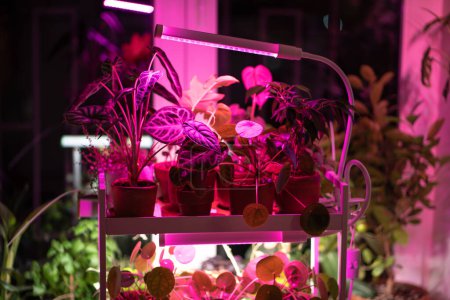 Photo for Houseplant on cart under phyto lamp at home, making up for lack of real daylight and sunlight. LED purple pink lamp for supplementary lighting of indoor plant in winter season in apartment. Plant care - Royalty Free Image