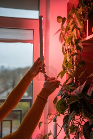 Téléchargez les photos : Femme installant la lampe rose pourpre flexible de LED pour l'éclairage supplémentaire de la plante en saison d'hiver dans l'appartement. Plante d'intérieur sous lampe phyto à la maison, compensant le manque de lumière du jour et de lumière du soleil. - en image libre de droit