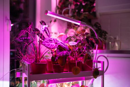Photo for Houseplant on cart under phyto lamp at home, making up for lack of real daylight and sunlight. LED purple pink lamp for supplementary lighting of indoor plant in winter season in apartment. Plant care - Royalty Free Image