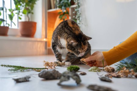 Photo for Curious cat sniffing natural object proposed by pet owner. Moss, twig, stone brought from park, used for domestic animal dementia prevention, training, enrichment of mental activity lying on floor - Royalty Free Image