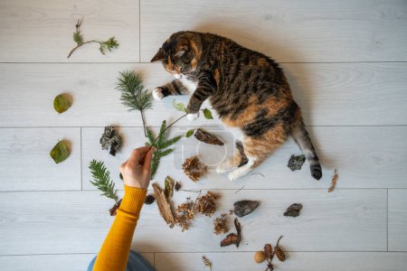 Photo for Top view lazy cat lying on floor touching branch with leaves playing with woman. Hand pet owner giving to cat different plants to learn study, smell development. Entertaining domestic boring animal. - Royalty Free Image