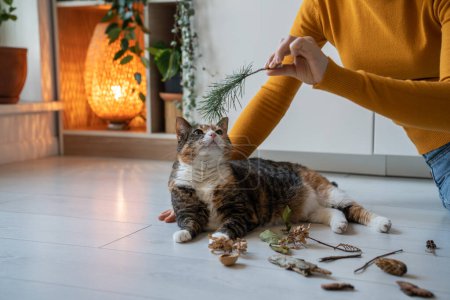 Photo for Curious cute cat sniffing pine branch, leaves, dry flowers lying on floor at home. Woman pet owner giving to cat different plants to smell for prevention of feline dementia. Caring domestic pets. - Royalty Free Image