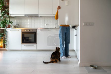 Téléchargez les photos : Faim curieux chat gras mendiant pour la nourriture du réfrigérateur assis sur le sol sur la cuisine à la maison en regardant le propriétaire de l'animal de compagnie. L'animal domestique demande une collation à la femme qui prend des produits du réfrigérateur. Comportement animal. - en image libre de droit