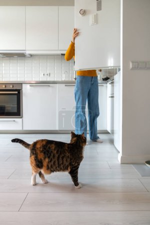 Téléchargez les photos : Gros chat moelleux debout dans la cuisine, regardant le réfrigérateur d'ouverture femelle, attendant le traitement, nourriture liquide savoureuse, lait. C'est l'heure de manger. Amoureux des animaux et relations domestiques chat, amitié, soins - en image libre de droit