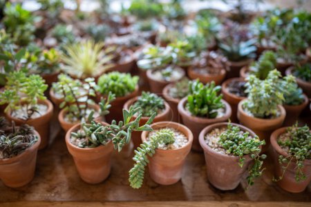 Photo for Succulent plants in small terracotta pots in flower shop, showcase, top view. Large selection of potted houseplants designed to add variety to home decor. Plant lovers, indoor gardening. - Royalty Free Image