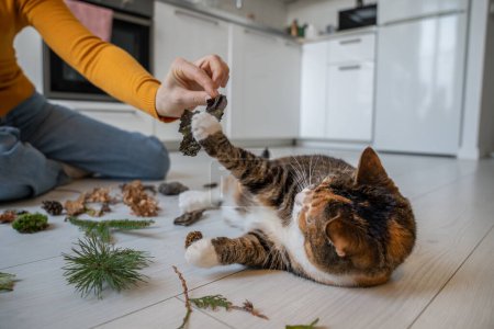 Photo for Fluffy cat with no interest to activity, living slow boring life, lying on floor. Caring female pet lover amusing adorable animal, playing with natural objects, twigs, bark, stones brought from street - Royalty Free Image