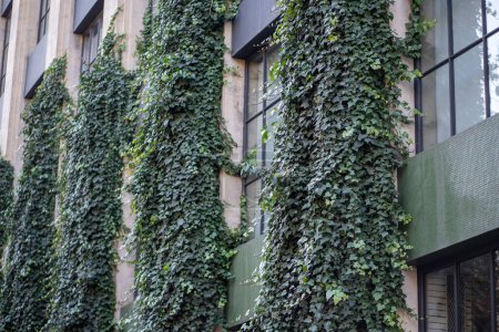 Téléchargez les photos : Façade du bâtiment avec des plantes grimpantes en lierre. Couverture verte créant une isolation naturelle, protection contre le soleil, jardinage vertical. Écologique, respectueux de l'environnement vivant dans la ville, ville - en image libre de droit