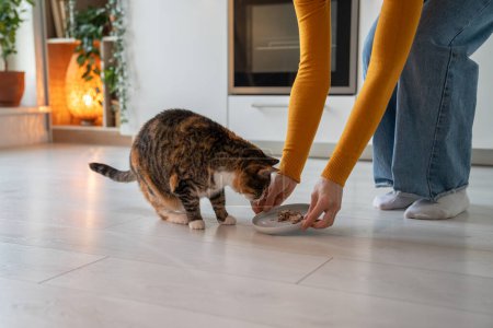 Photo for Pet owner woman feeding colorful cat giving portion of wet food in bowl on kitchen at home. Hungry cat eating food with pleasure. Healthy pet nutrition, maintenance care of domestic animals. - Royalty Free Image