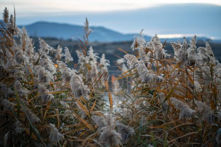 Photo for Dry fluffy pampas grass, reeds, stems along lake coast at twilight, blurred mountains on background. Tranquil nature scene of morning lake, autumn season concept - Royalty Free Image