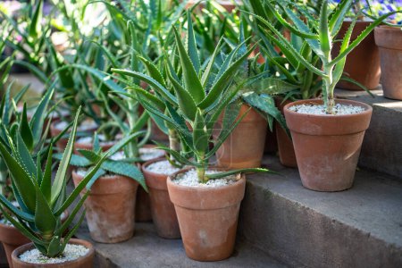 Téléchargez les photos : Aloe Vera plante en terre cuite pots en argile céramique dans la boutique de fleurs en plein air, magasin de jardin. Petite boutique vendant des plantes d'intérieur ornementales en plein air. - en image libre de droit