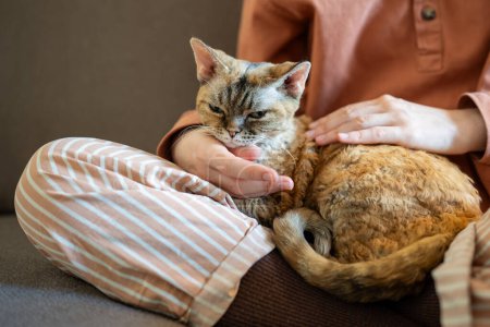 Photo for Short-haired breed cat Devon Rex lying on pet owner knees whose hand stroking, caressing domestic animal. Pet performing function of emotional support, antistress therapy, tactile contact, empathy - Royalty Free Image
