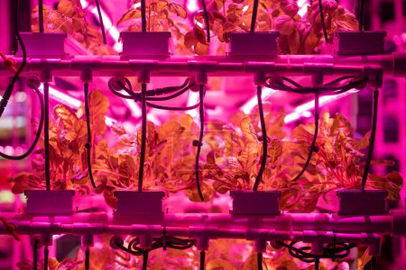 Photo for Green salad in vertical hothouse illuminated with LED lighting. Romaine lettuce growing hydroponically inside of vertical grow rack under full spectrum grow light. Commercial growing of fresh greens - Royalty Free Image