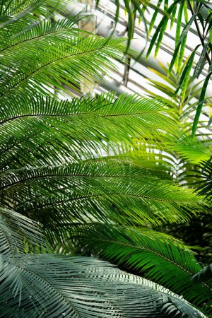 Téléchargez les photos : Lumière du soleil à travers les feuilles de palmier en serre tropicale, mise au point douce. Plantes vertes dans le jardin botanique intérieur. Profondeur de champ faible. - en image libre de droit