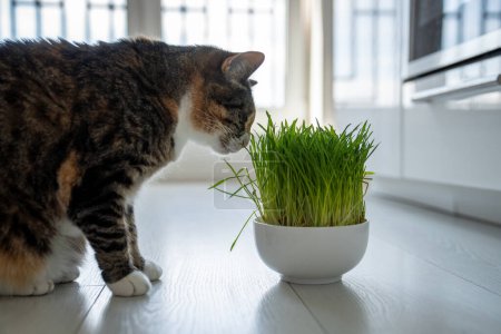Téléchargez les photos : Traitement naturel de boule de poils pour chat. Animaux mangeant de l'herbe verte dans un bol - graines germées d'avoine pour chaton, source de vitamines, prévention des boules de poils dans les intestins. - en image libre de droit