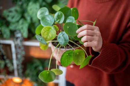 Woman tending to Pilea plant, emphasising therapeutic aspect of indoor gardening, bond between humans and nature. Female hands caring for domestic green houseplant at home. Botanical lifestyle concept
