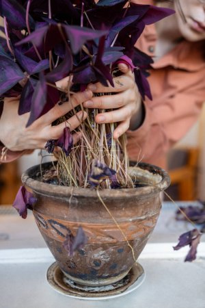 Woman inspecting potting houseplant Oxalis with purple leaves at home. Plant lover girl taking care of dry plant needs watering. House planting gardening hobby leisure, enjoy growing plants concept.