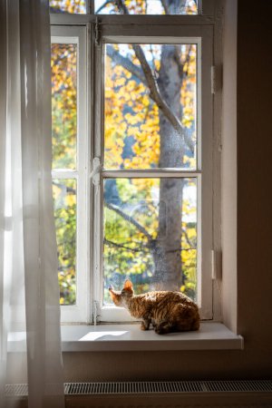 Téléchargez les photos : Devon Rex chat assis sur le rebord de la fenêtre regardant fenêtre sur les arbres jaunes d'automne. Chat tabby coloré reposant relaxant à la maison. Curieux animal regarder ce qui se passe autour de la rue dans la journée ensoleillée. - en image libre de droit