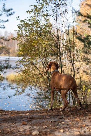 Photo for Hunting dog domestic pet walking in forest near sphagnum swamp looking at water. Dog magyar vizsla enjoying nature in Scandinavian autumn park. Dogs healthy lifestyle, outdoors activity concept. - Royalty Free Image