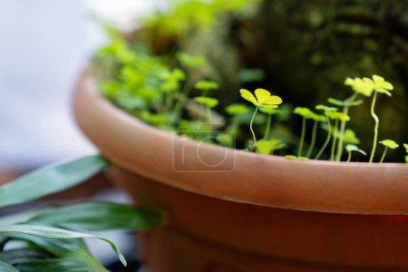 Téléchargez les photos : Petites pousses Oxalis acetosella dans un pot avec une autre plante, mise au point douce. Concept de mauvaises herbes et de verdure indésirable. Oxalis appelé le bûcheron jaune, trèfle citron un indicateur de sols alcalins ou neutres - en image libre de droit