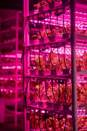 Photo for Green salad in vertical greenhouse illuminated with LED pink lighting. Romaine lettuce growing hydroponically inside of vertical grow rack under full spectrum grow light. Growing healthy fresh food - Royalty Free Image