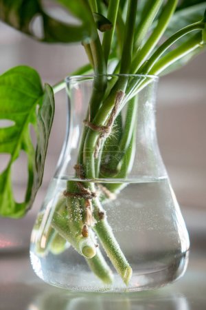 Téléchargez les photos : Découpes de philidendron exotique tropical Monstera Monkey Masque debout dans un vase en verre transparent avec de l'eau pour l'enracinement. passe-temps botanique écologique des plantes vertes cultivées et cultivées - en image libre de droit