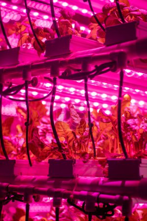 Photo for Green salad in vertical hothouse illuminated with LED lighting closeup. Romaine lettuce growing hydroponically inside of vertical grow rack under full spectrum grow light. Growing of fresh greens - Royalty Free Image
