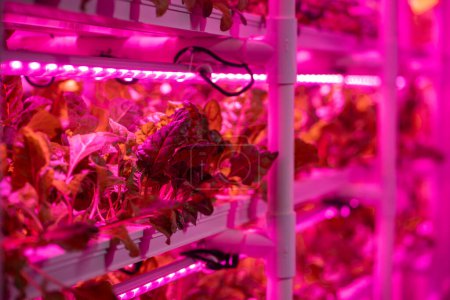 Photo for Green salad in vertical greenhouse illuminated with LED pink lighting. Romaine lettuce growing hydroponically inside of vertical grow rack under full spectrum grow light. Growing healthy fresh food - Royalty Free Image