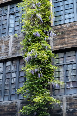 Téléchargez les photos : Plante de wistaria fleurie grimpant sur la façade du bâtiment en bois. Couverture verte formant une isolation verticale naturelle, protection contre le soleil. Une vie écologique et respectueuse de l'environnement en ville. Eco maison. - en image libre de droit
