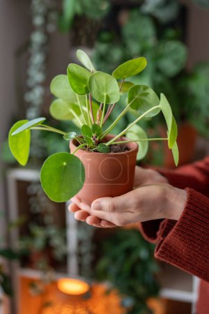 Photo for Woman holds ceramic pot with Pilea peperomioides in hands closeup, female showing potted Chinese money plant, home interior with many houseplant on background. Hobby, plant lovers concept. - Royalty Free Image