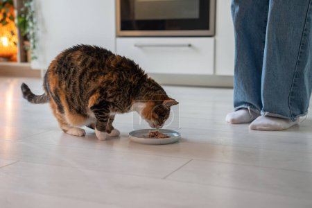 Téléchargez les photos : Fastidieux chat affamé manger de savoureux aliments liquides sains avec du thon pour une bonne digestion, l'activité, la vitalité, l'action, les économies d'énergie et la prévention de l'embonpoint. Fluffy finicky mangeur aime friandise délicate - en image libre de droit