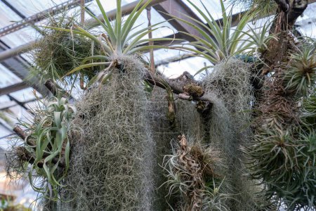 Foto de Tillandsia usneoides planta. Colgando musgo español epífita y otras bromelias en el tronco del árbol en invernadero de cerca. - Imagen libre de derechos