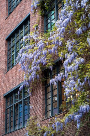 Foto de Planta trepadora wistaria que cubre la pared exterior del edificio. Coloridas flores violetas que contrastan con el follaje verde. Selva urbana, vegetación decorativa cubierta. Decoración respetuosa con el medio ambiente - Imagen libre de derechos