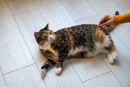 Photo for Hand of woman playing with multicolored pet cat using pine branch at home. Pet owner entertaining her lazy fluffy cat who lying on floor boring in urban apartment. Caring domestic animals concept. - Royalty Free Image