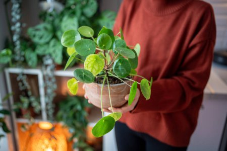 Photo for Closeup of woman hand holding terracotta pot with Pilea peperomioides known as Chinese money plant, home interior with many houseplant on background. Hobby, plant lovers concept. - Royalty Free Image