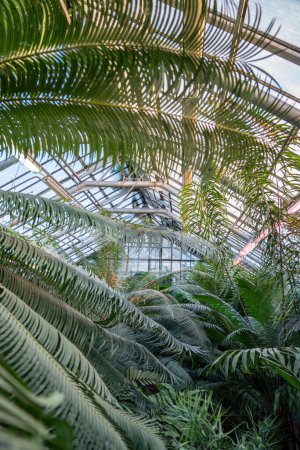 Téléchargez les photos : Grands palmiers et fougères en serre tropicale en saison hivernale. Phytolamp pour un éclairage supplémentaire. Plantes vertes dans le jardin botanique à l'intérieur. Intérieur de la serre. - en image libre de droit