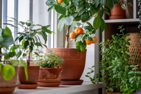 Photo for Tangerine tree with fruits in terracotta pot on windowsill at home. Calamondin citrus and houseplants, mint herb, lemon balm. Indoor gardening concept. Citrus plant for interior. Selective soft focus - Royalty Free Image
