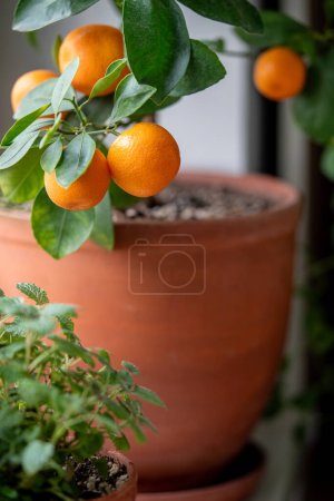 Photo for Little Orange tree with fruits in terracotta pot closeup. Little Calamondin citrus houseplant. Decorative home Tangerine. Indoor gardening concept. Citrus plant for interior. Selective soft focus - Royalty Free Image