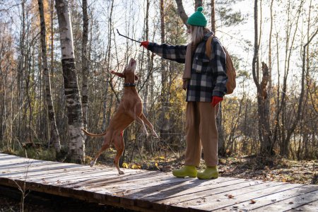 Foto de Mascotas entrenador perro enseñanza traer palo de madera comando caminar en el bosque de pinos. Mujer cariñosa pasar tiempo con adorable animal doméstico jugando en la naturaleza en el parque. Educación de mascotas al aire libre - Imagen libre de derechos