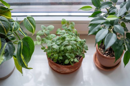 Photo for Melissa plant and Ficus benjamina, Philodendron scandens Brasil houseplants in terracotta pot on windowsill, closeup, above view. Growing aromatic fresh lemon balm herbs at home. Indoor gardening. - Royalty Free Image