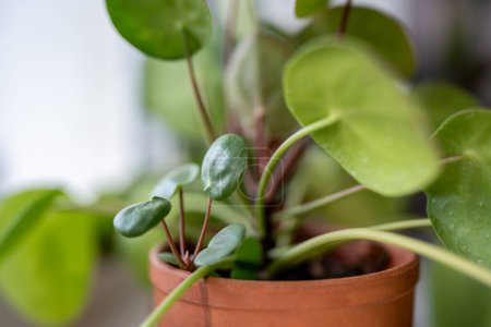 Téléchargez les photos : Macro shot de Pilea peperomioides germent avec la plante mère dans un pot en céramique sur le rebord de la fenêtre à la maison. Argent chinois plante d'intérieur, foyer doux. Jardinage intérieur, concept de passe-temps - en image libre de droit