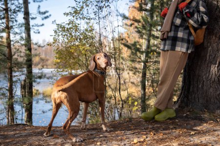 Interested dog enjoying nature in Scandinavian park looking at camera. Outdoors activity travel tourism. Pet owner domestic hunting dog magyar vizsla walking in forest near body of water on sunny day.