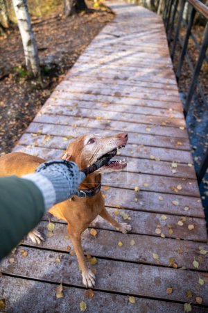 Photo for Dog taking wooden stick from man hand walking in autumn park on wooden pathway. Male pet owner playing with hunting dog spending time. Outdoors activity, recreation, healthy lifestyle concept. - Royalty Free Image