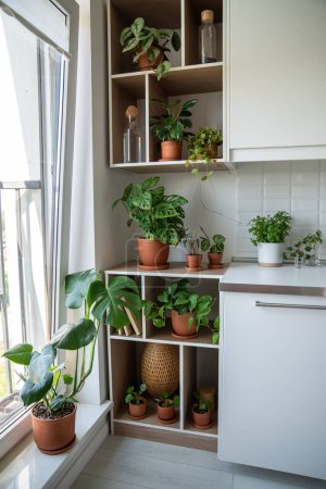 Photo for Houseplants Epipremnum Pothos, Monstera Monkey, Pilea, Dischidia, Philodendron and sprouts in terracotta pots on shelves at home. Design of modern kitchen interior. Hobby, greenery, plant lovers. - Royalty Free Image