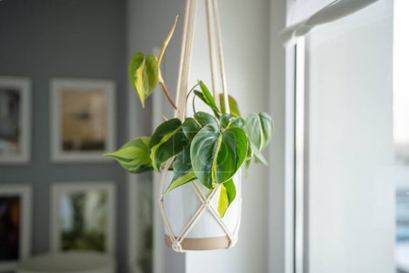 Photo for Plant Philodendron Brasil in white ceramic pot hanging from cotton macrame next to the window at home, soft focus. Pothos in hanging pot. Green houseplant in handmade holders made of rope. - Royalty Free Image
