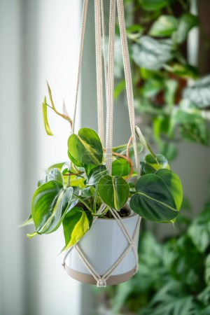 Téléchargez les photos : Plantez Philodendron Brasil dans un pot en céramique blanche suspendu au macramé de coton à côté de la fenêtre à la maison, gros plan foyer doux. Plante d'intérieur verte dans des supports faits à la main en corde. - en image libre de droit