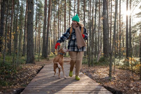 Foto de Alegre amante dueño perro de mediana edad pasa tiempo libre en senderismo bosque de pinos, caminando con amigo piel. Mascotas de pura raza magiar vizsla corriendo, saltando, registrando todo. sonriente hembra acaricia amado cachorro - Imagen libre de derechos