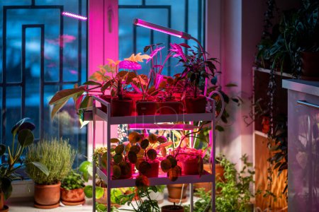 Photo for Houseplants under phyto lamp at home, making up for lack of real daylight and sunlight. LED purple pink lamp for supplementary lighting of indoor plant in winter season in apartment. Plant care - Royalty Free Image