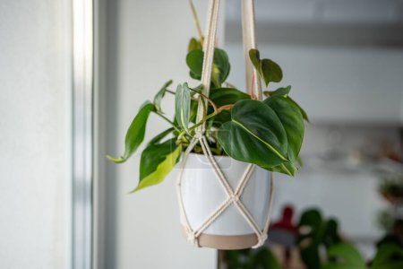 Photo for Decorative plant Philodendron Hederaceum Scandens Brasil in white ceramic pot hanging from cotton macrame at home interior. Pothos in hanging pot. Green houseplant in handmade holders made of rope. - Royalty Free Image