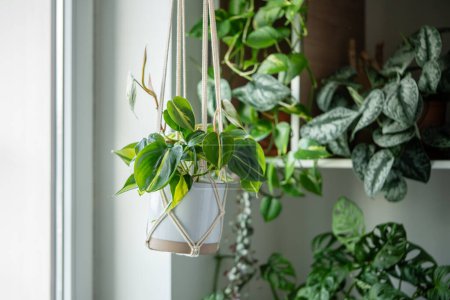 Planta Philodendron Brasil en maceta de cerámica blanca colgando de macramé de algodón junto a la ventana en el jardín casero, enfoque suave. Planta de interior verde en soportes hechos a mano de cuerda. 