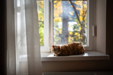 Téléchargez les photos : Chat dormant de race pure Devon rex couché sur le rebord de la fenêtre, paresseux repos animal, réchauffement au soleil. Ambiance chaleureuse. Animaux domestiques vivant dans des maisons, remplissant la fonction d'amis - en image libre de droit